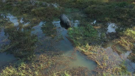 greater one horned rhino of nepal