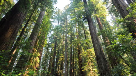 beautiful green and lush redwood forest