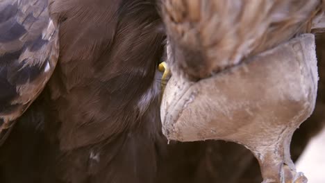 toilettage de l'aigle royal