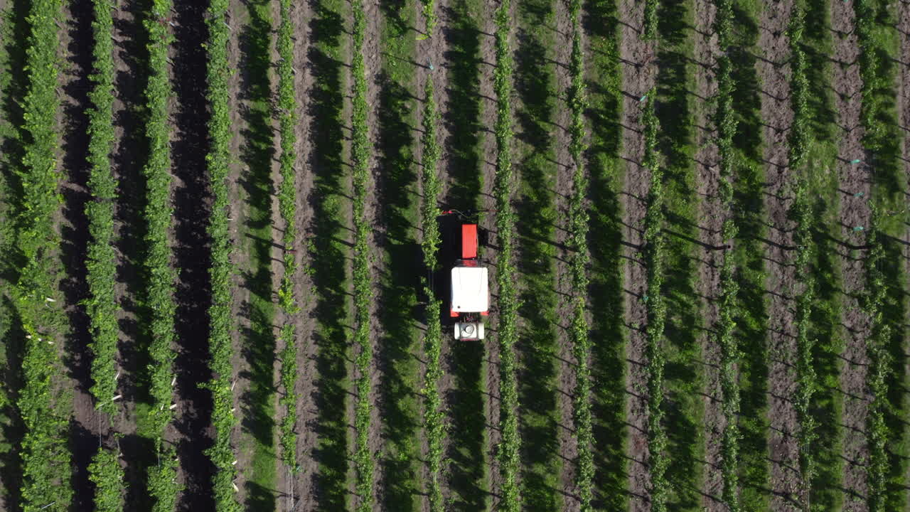 mirando hacia abajo en un pequeño tractor agrícola esterilizando hileras de vides para la producción de vino, antena