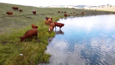 Free-Range-Cattle-Herd-of-Cows-Grazing-Freely-Along-Lake-Pasture,-Drinking-Water-|-Grass-Fed-Beef-Agriculture-Farming-Livestock-,Cattle-Ranching-|-Migrating-Roaming-Freely,-Ethical-Farming-|-1-of-12