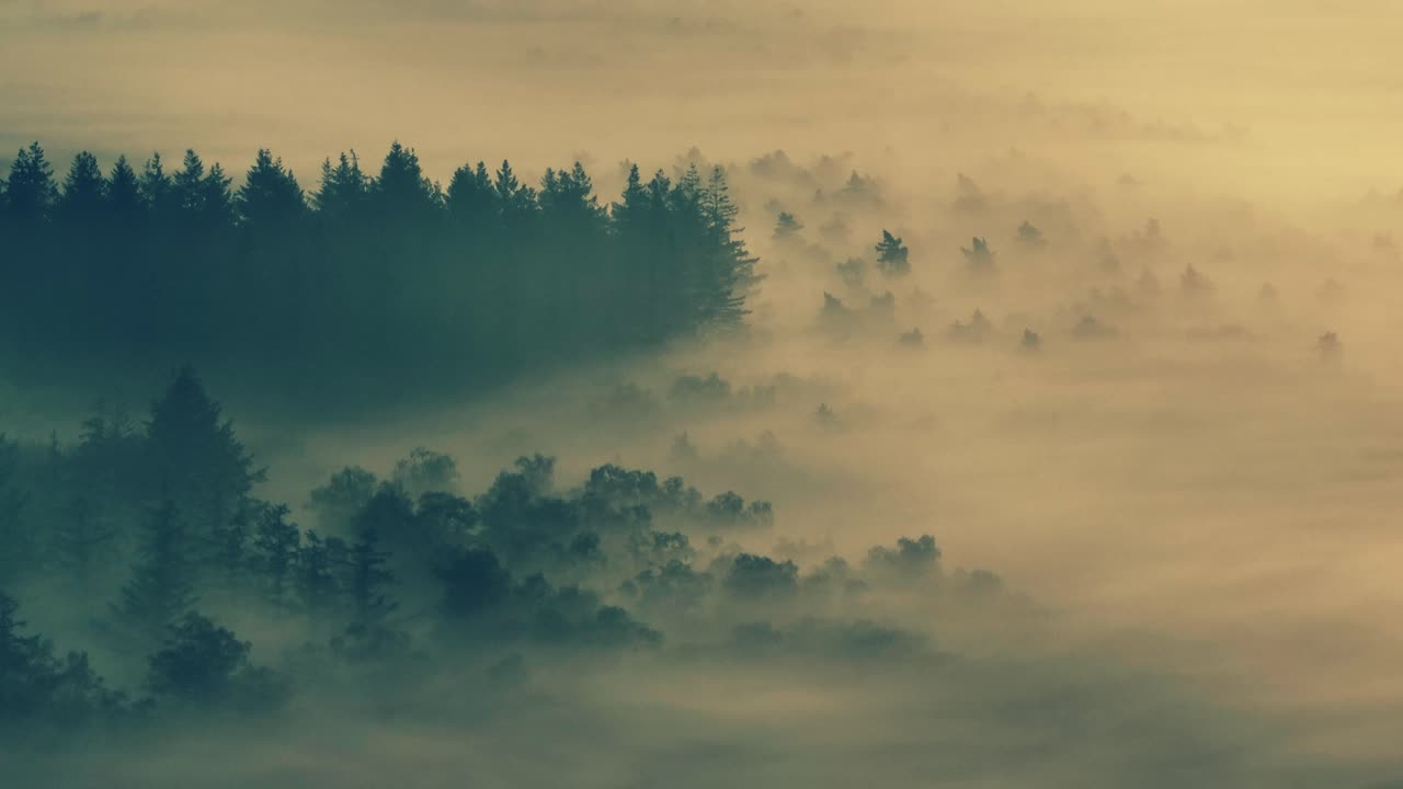 Misty Forest at Dawn