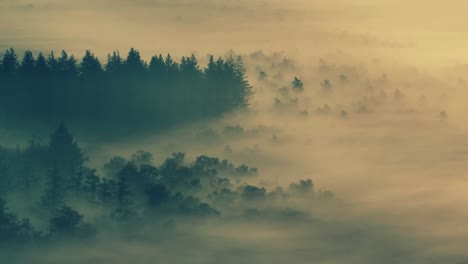 misty forest at dawn