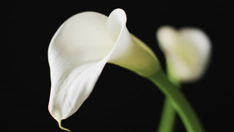 video de flores de kalia blancas con espacio de copia en fondo negro