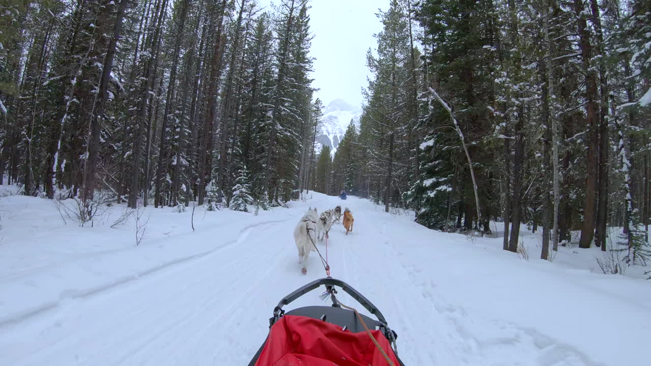 trineo de perros viajando a través de árboles nevados de invierno