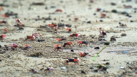 Sand-fiddler-crab-consortium-engages-in-an-intricate-courtship-display,-waving-their-asymmetric-claws-to-attracts-potential-mates,-assert-dominance,-and-secure-mating-territories,-close-up-shot