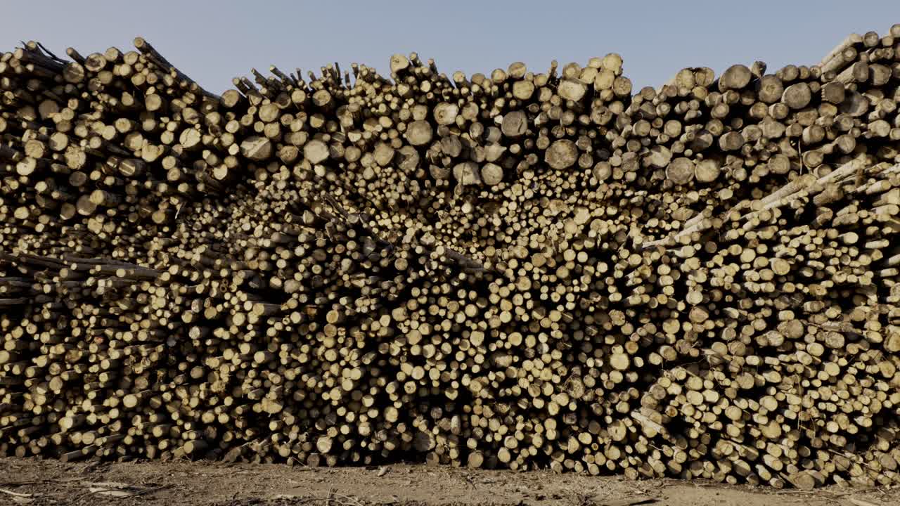 Dry wooden trunks stacked high under sun reveal industrial wood storage process