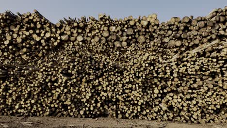 dry wooden trunks stacked high under sun reveal industrial wood storage process