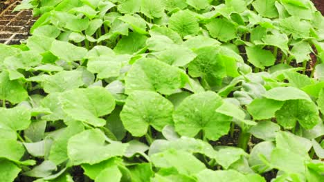 Cucumbers,-Green-foliage-grow-inside-Greenhouse