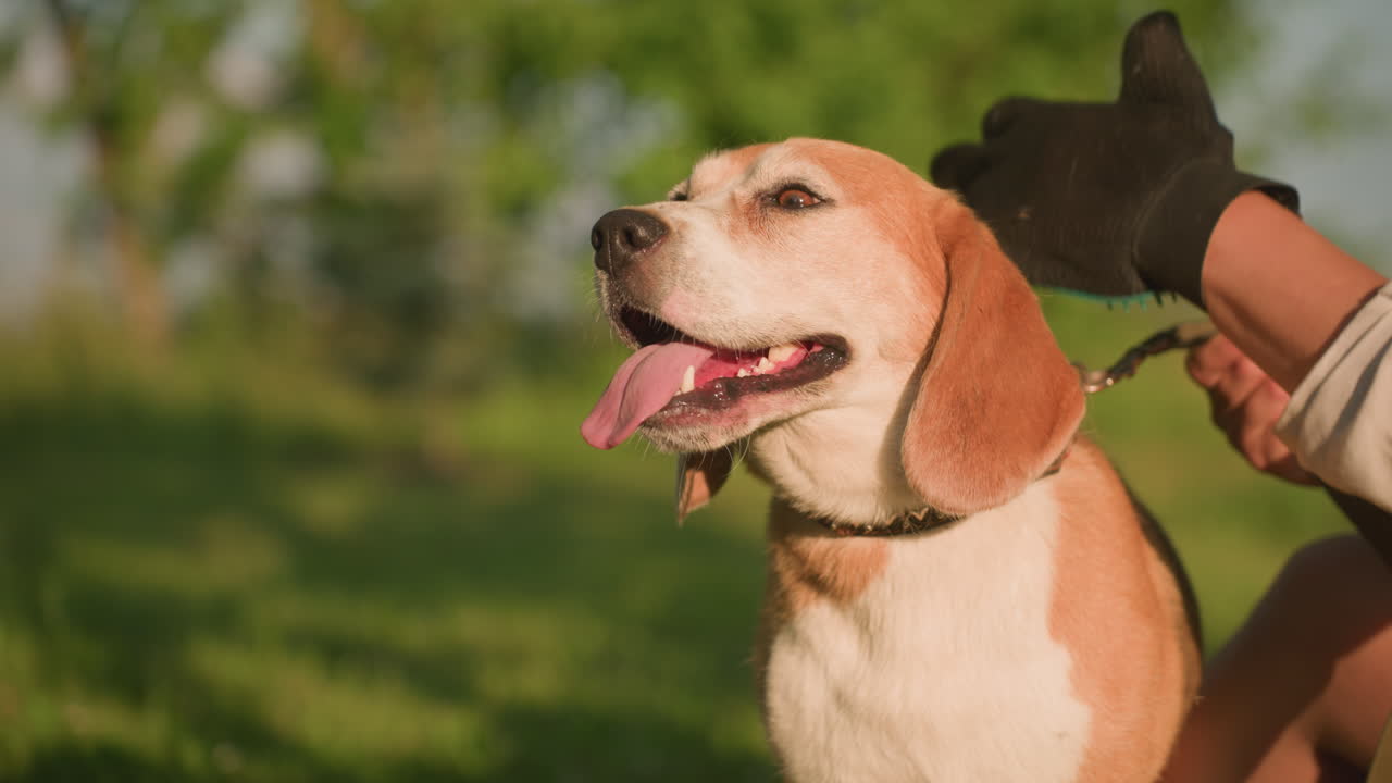 primer plano de un perro feliz con la lengua colgando mientras el dueño del perro frota su cabeza usando un guante de aseo bajo la luz del sol cálida, mostrando afecto y mascota con un fondo verde borroso