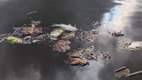 La-Contaminación-Provoca-Peces-Muertos-Y-Hojas-Flotando-En-El-Agua-Del-Lago.