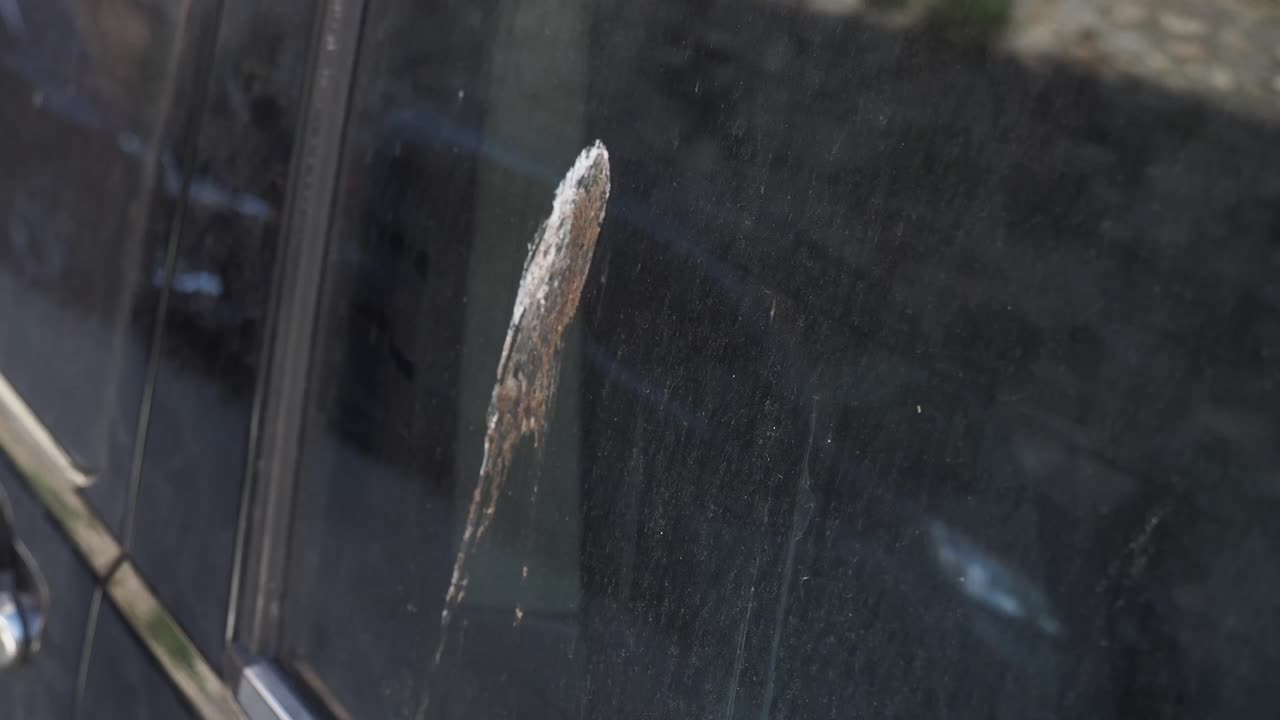 Bird poop on car window