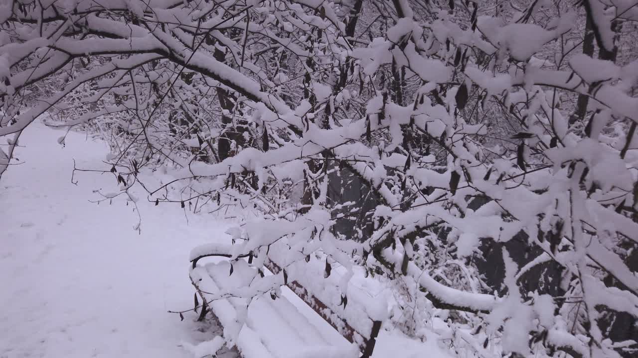 mirando hacia abajo a través de las ramas de los árboles cubiertos de nieve y un banco del parque invernal en la reserva natural polaca de niebieskie zrodla