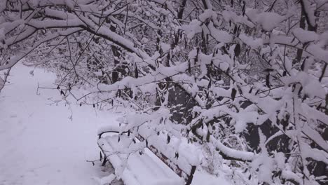 透過雪覆蓋的樹枝和冬季的公園長<unk>在niebieskie zrodla波蘭自然保護區