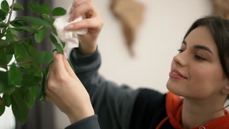 Mujer-Limpiando-La-Flor-Verde-Del-Polvo-En-Casa,-Cuidando-Las-Plantas-Del-Hogar