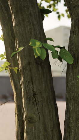 closeup of tree trunk with leaves