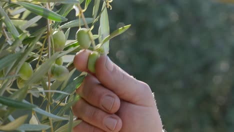 hand plucks an olive from an olive tree