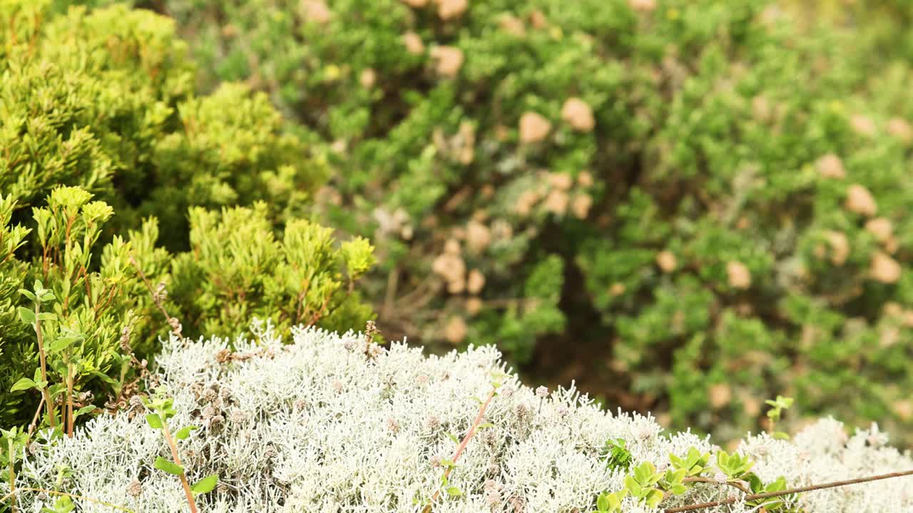 arbustos verdes y blancos con fondo borroso