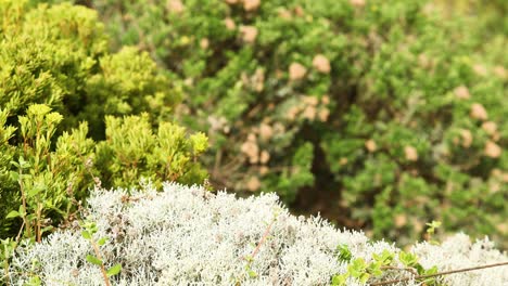 green and white bushes with blurred background