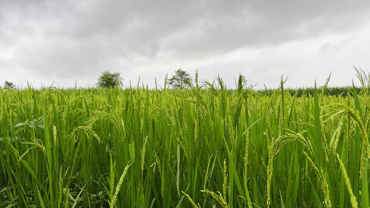 Scenic footage of green rice fields and farmland. Ideal for agriculture, rural lifestyle, and nature projects, highlighting crops, irrigation, and the harmony of village landscapes.