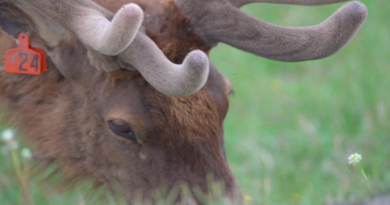 Primo piano di un wapiti maschio che pascola in Nord America durante la primavera, mostrando le sue corna ricoperte di velluto mentre si nutre naturalmente. Filmato dettagliato della fauna selvatica sulla crescita stagionale delle corna