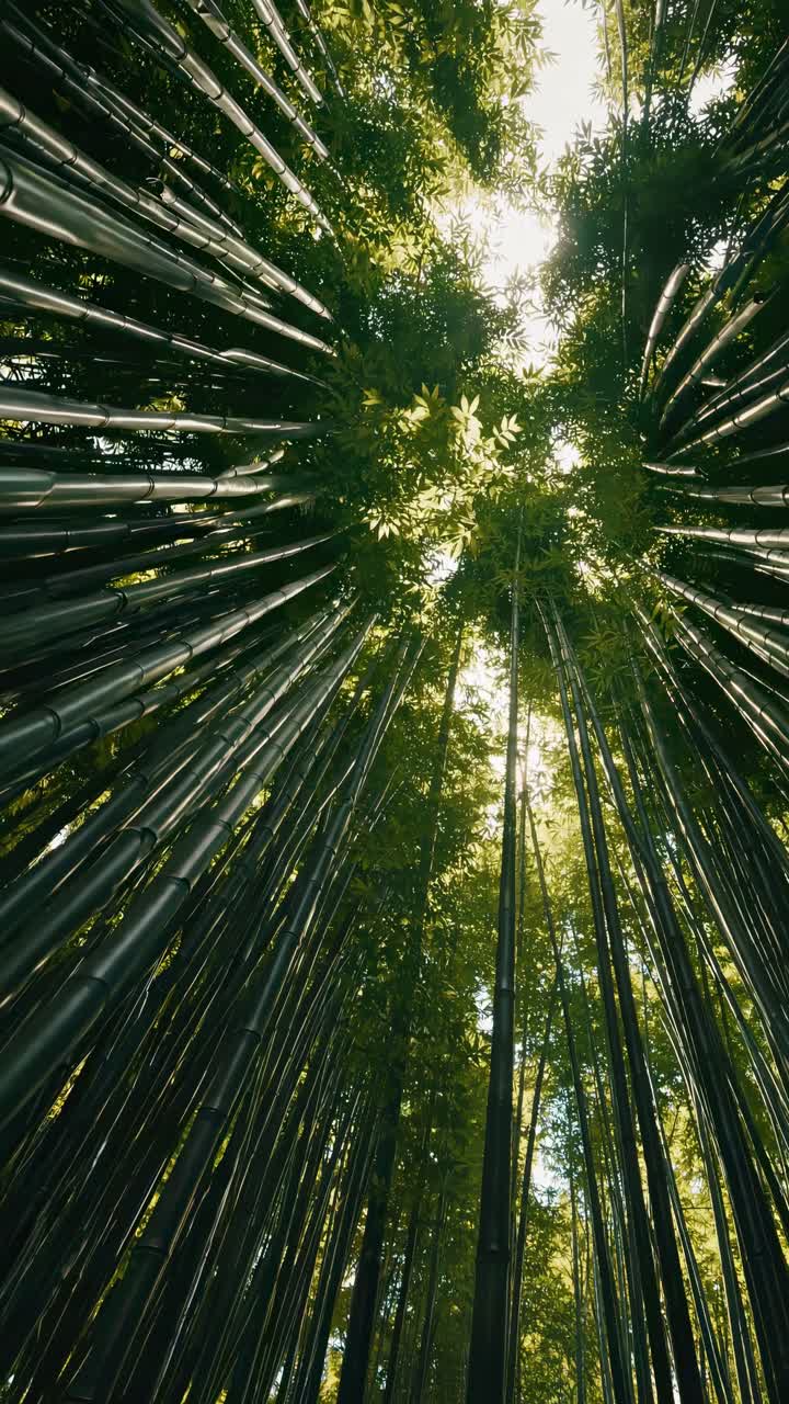 Upward camera angle captures towering bamboo trees, creating a serene, immersive nature video
