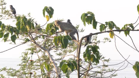 Ein-Grauer-Vervet-Affe-In-Einem-Baum-Am-Lake-Victoria-Africa-Mit-Kormoranen-Dahinter