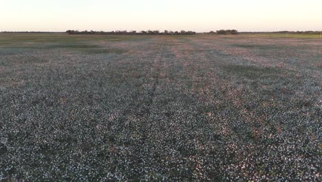 A-sweeping-aerial-side-pan-of-a-vast-cotton-plantation,-showcasing-the-expansive-fields-of-white-cotton-ready-for-harvest