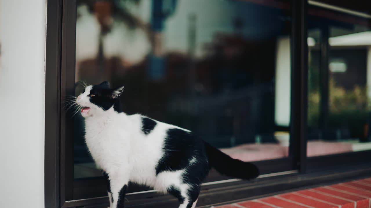 A black and white cat standing by a window, looking attentively to the side
