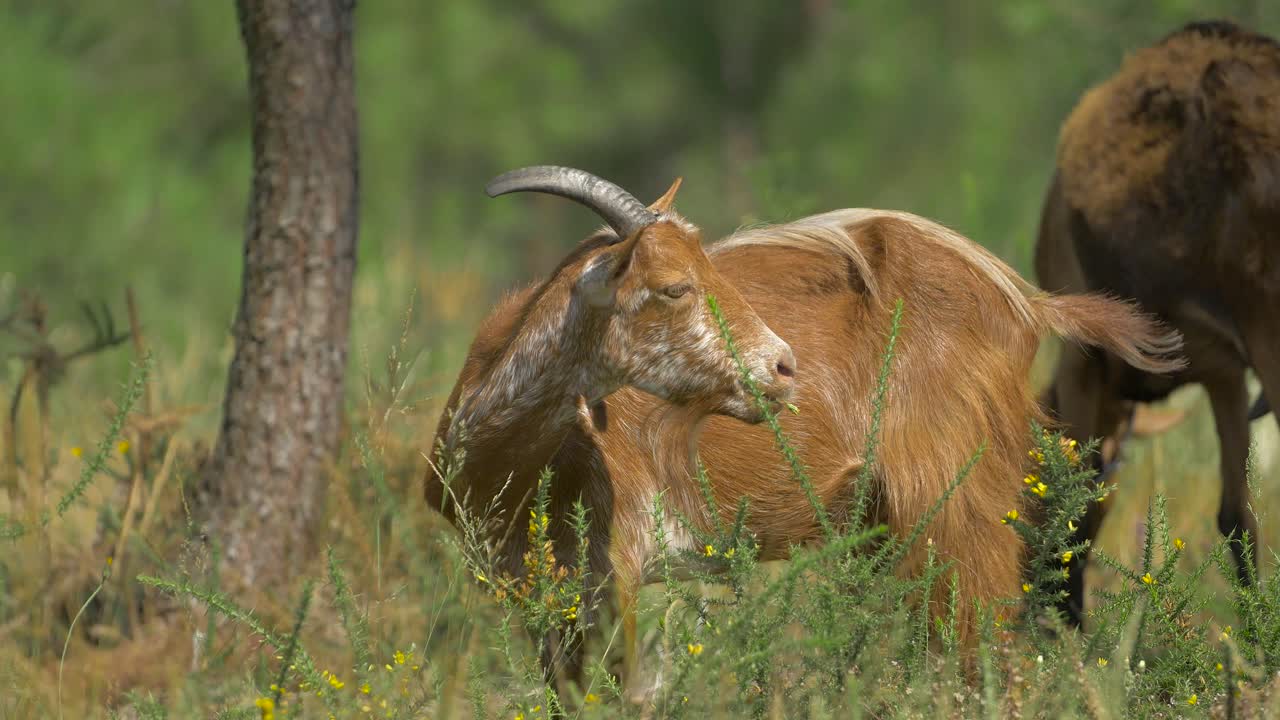 Filmato di montagna di capre selvatiche.