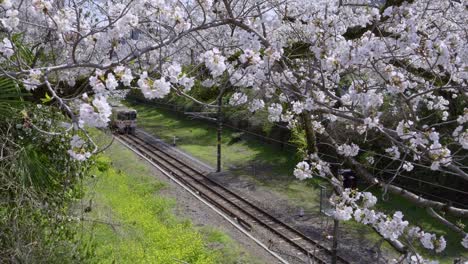 incredible slow motion scenery of train in japan running through sakura cherry blossoms