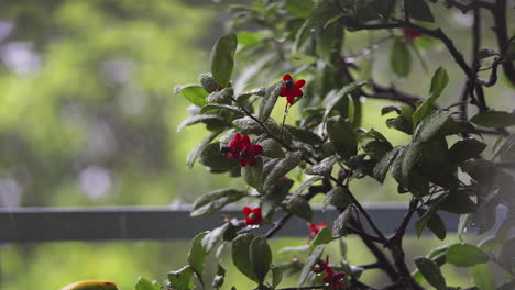 Morning-rainfalls-on-green-apricot-tree-with-red-buds,-blurred-bokeh-of-green-tree-in-the-garden