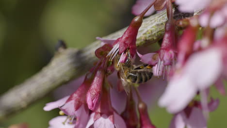 Makro:-Wildbienen-Saugen-Nektar-Von-Hübschen-Blühenden-Blüten,-Die-Bei-Sonnenschein-Auf-Baum-In-Der-Natur-Wachsen