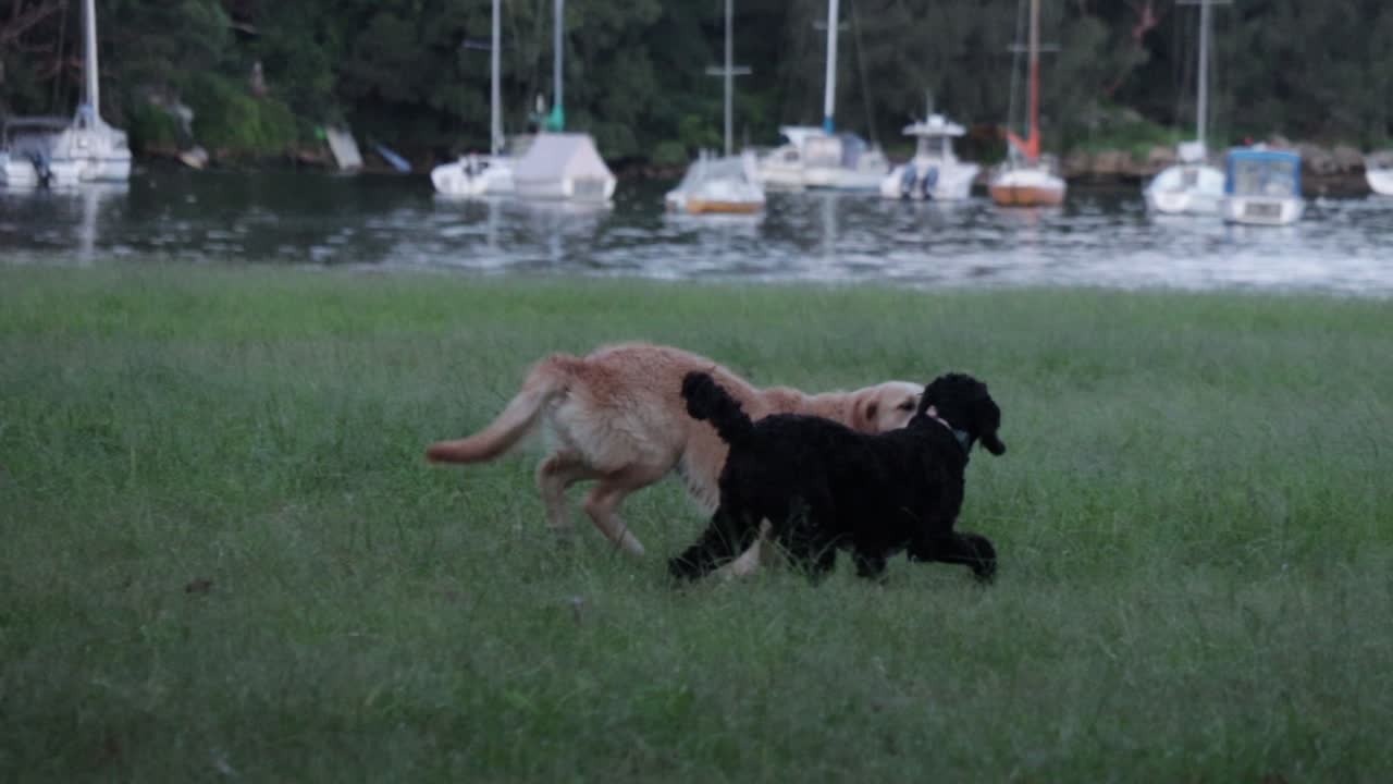 perros en cámara lenta corriendo en el parque persiguiendo diversión al aire libre
