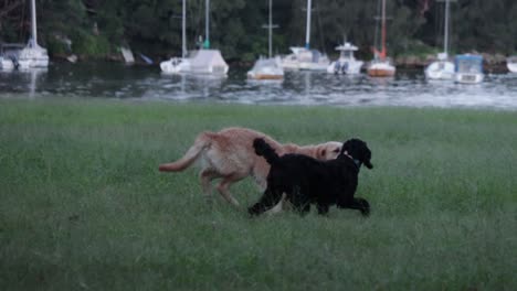 Perros-En-Cámara-Lenta-Corriendo-En-El-Parque-Persiguiendo-Diversión-Al-Aire-Libre