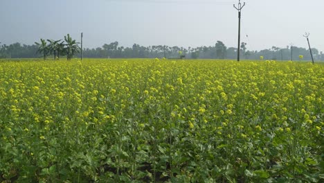 Senfblumen-Blühen-Auf-Dem-Weiten-Feld