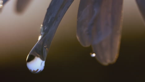 dewdrop on a daisy petal