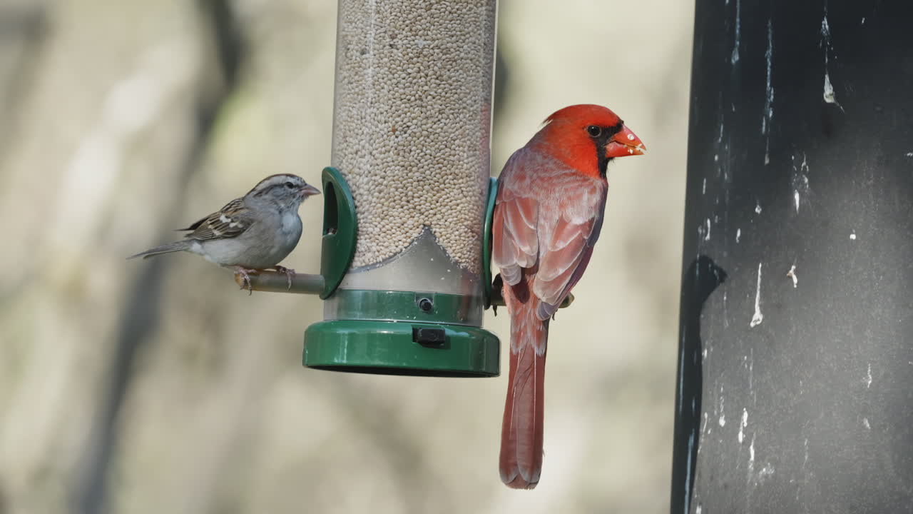 A Northern Cardinal eats seed at a bird feeder while sparrows fly around - Cardinalis cardinalis