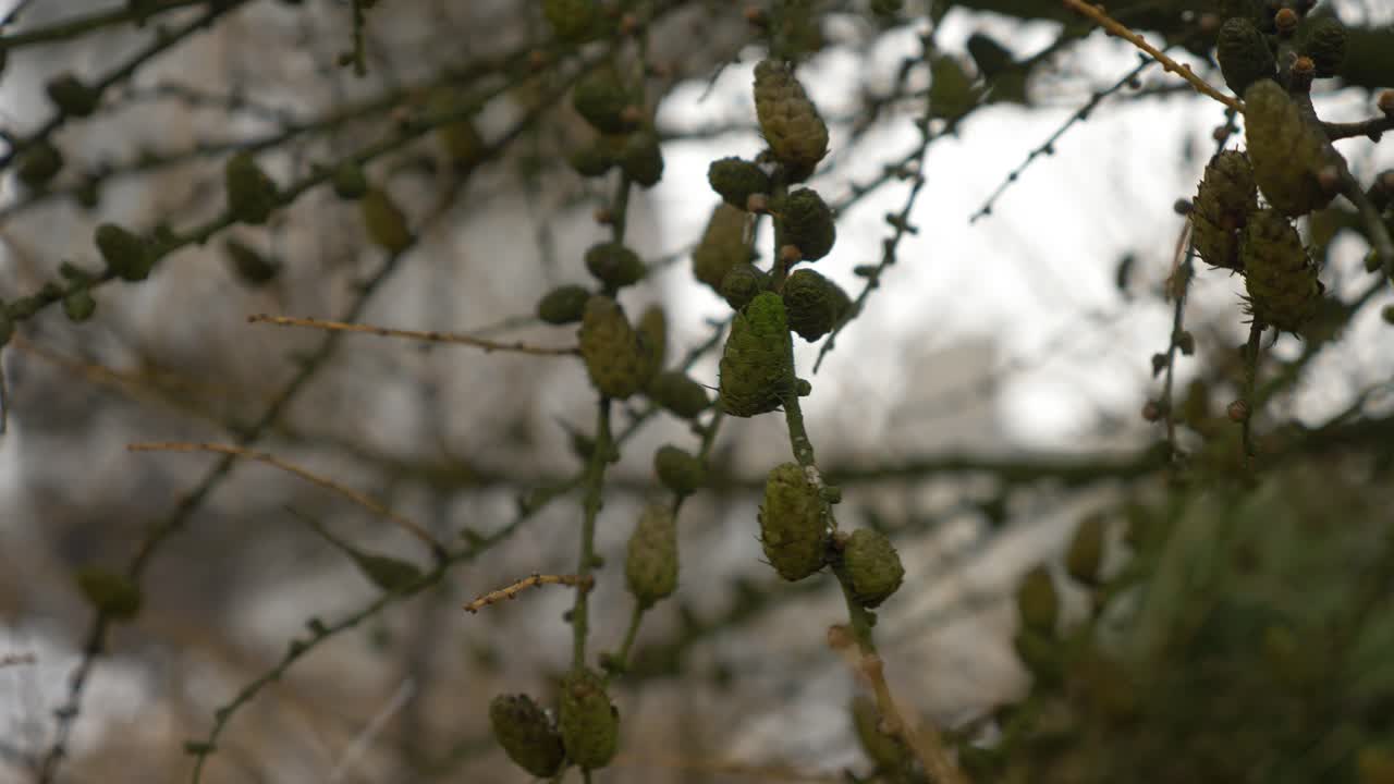 камера крупным планом показывает, как ветер шевелит ветви деревьев зимой