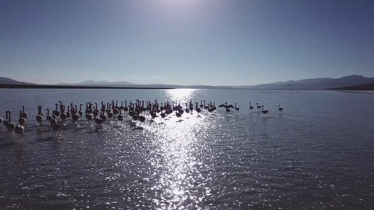 Flock of Chilean flamingos at the shallow lake, Bolivia