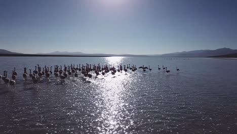 bandada de flamencos chilenos en el lago poco profundo, bolivia