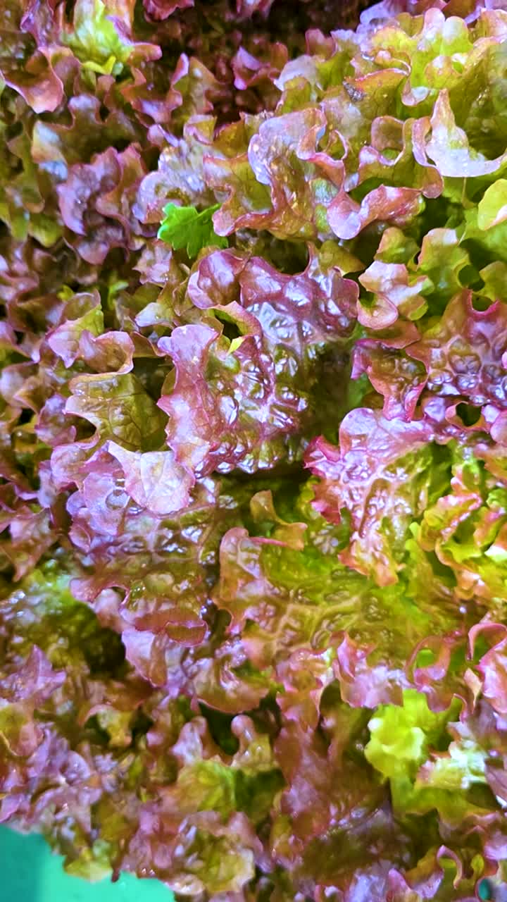 Fresh red leaf lettuce with crisp texture in vibrant natural light