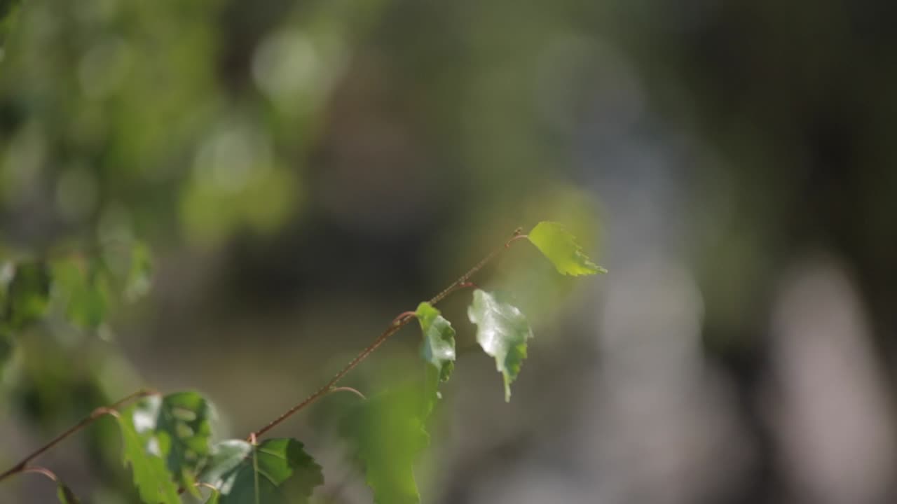 arroyo de bosque borroso y árboles