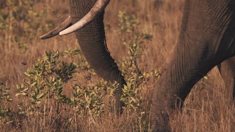 Tronco-De-Elefante-Africano-A-Zancadas-Rasgando-Hierba-En-La-Sabana,-De-Cerca