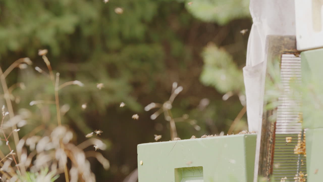 Slow motion telephoto shot of beekeeper removing frame from beehive