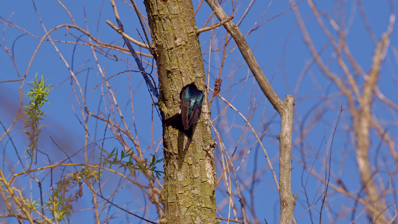 Slow motion footage of purple martin stuffing nesting material in hole in a tree