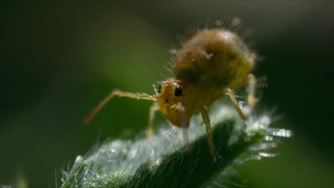 Macro-frontal-view-of-cute-Yellow-Globular-Springtail-moving-on-foliage