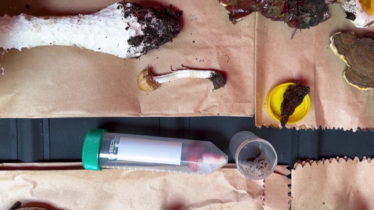 Funghi con design a tavola in Iran, ecologista scientifico, fauna e flora della foresta Ircana, Amol, Gilan, Teheran. Specie di funghi che causano la decomposizione del legno, paesaggio naturale, fotografia di campioni, fungo rosa in primo piano, natura nebbiosa e umida in Asia.