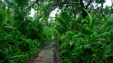 Conduciendo-A-Través-De-Una-Exuberante-Vegetación-Tropical