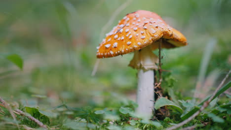 el gran agárico de mosca crece en el bosque setas al ras video 4k